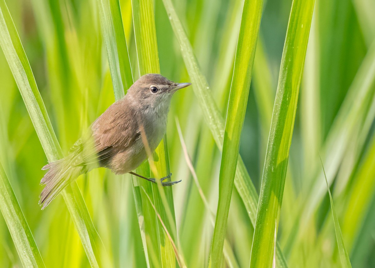 rákosník pokřovní - ML646828893