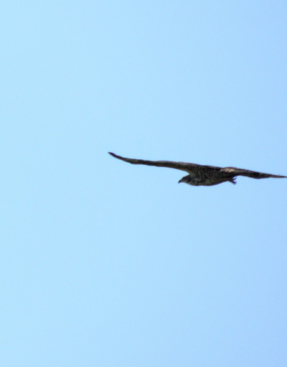 Oriental Honey-buzzard - ML646828894