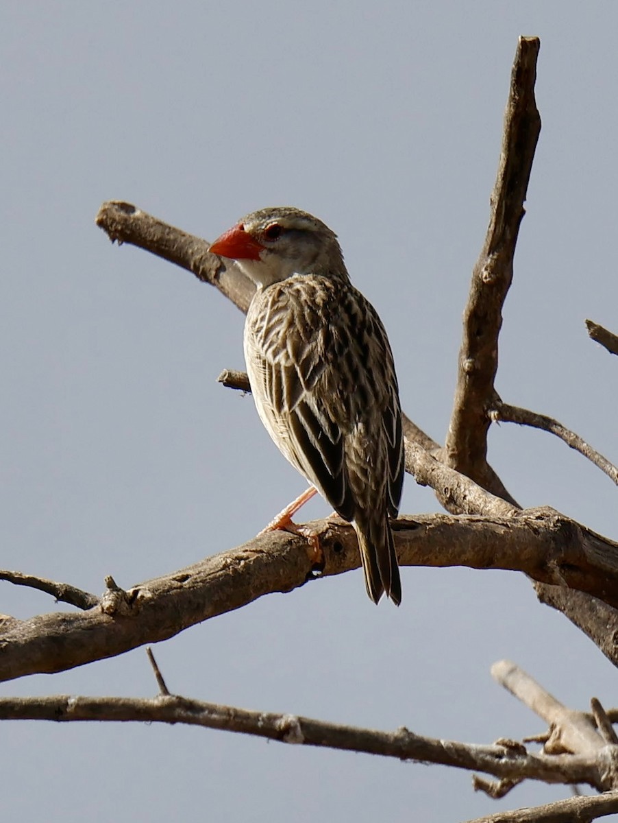 Red-billed Quelea - ML646828896