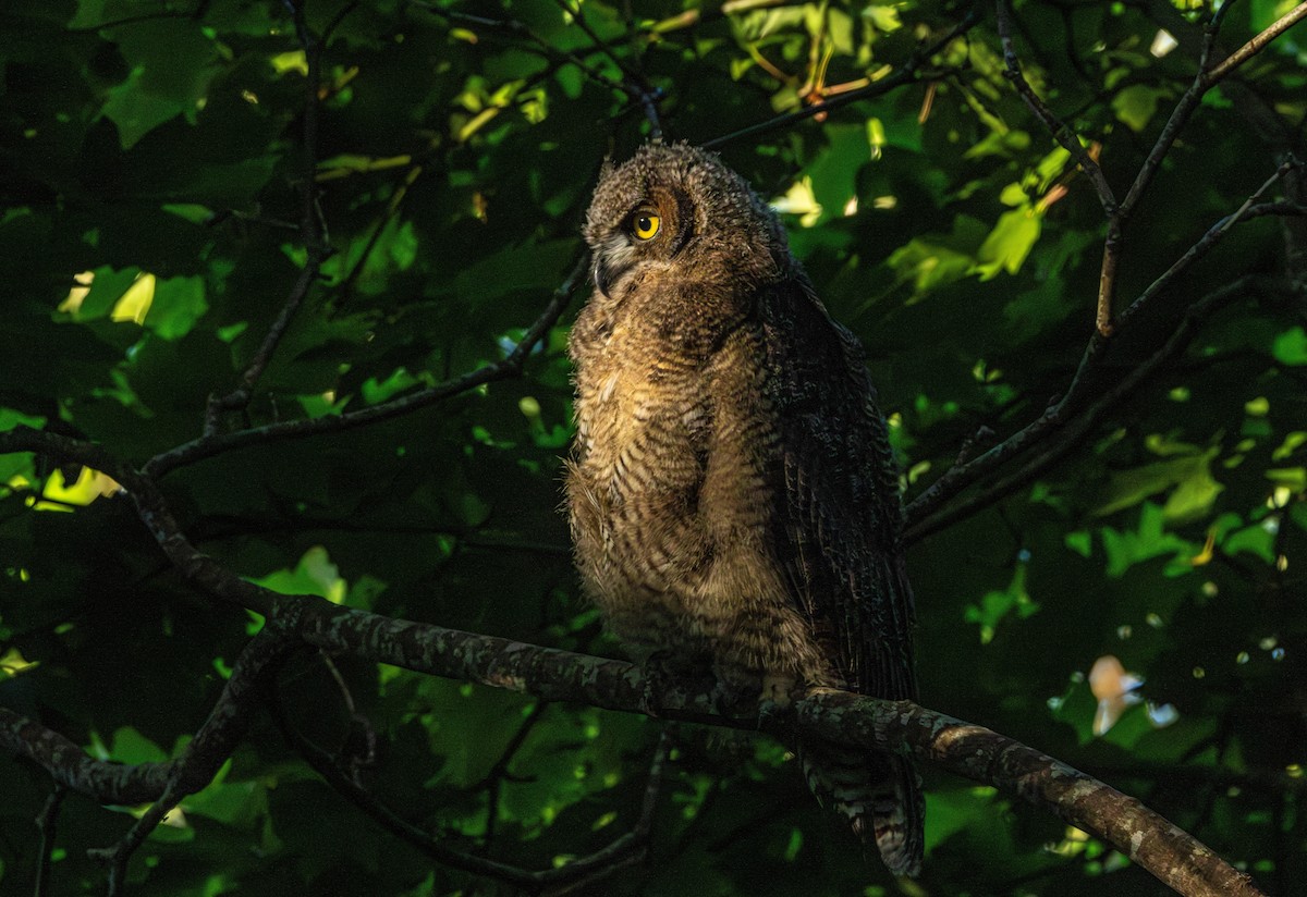 Great Horned Owl - ML646828897