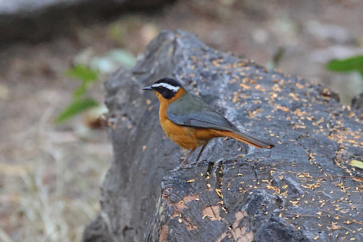 White-browed Robin-Chat - ML646828898