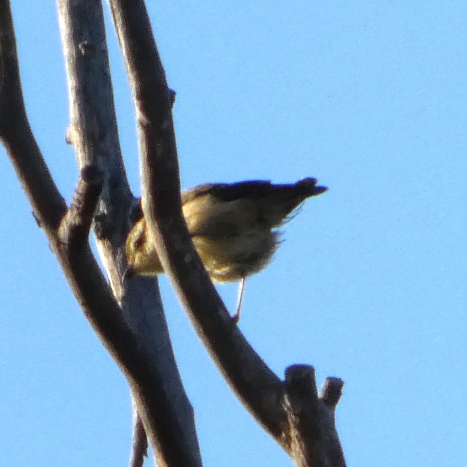 Streifenpanthervogel - ML646828900