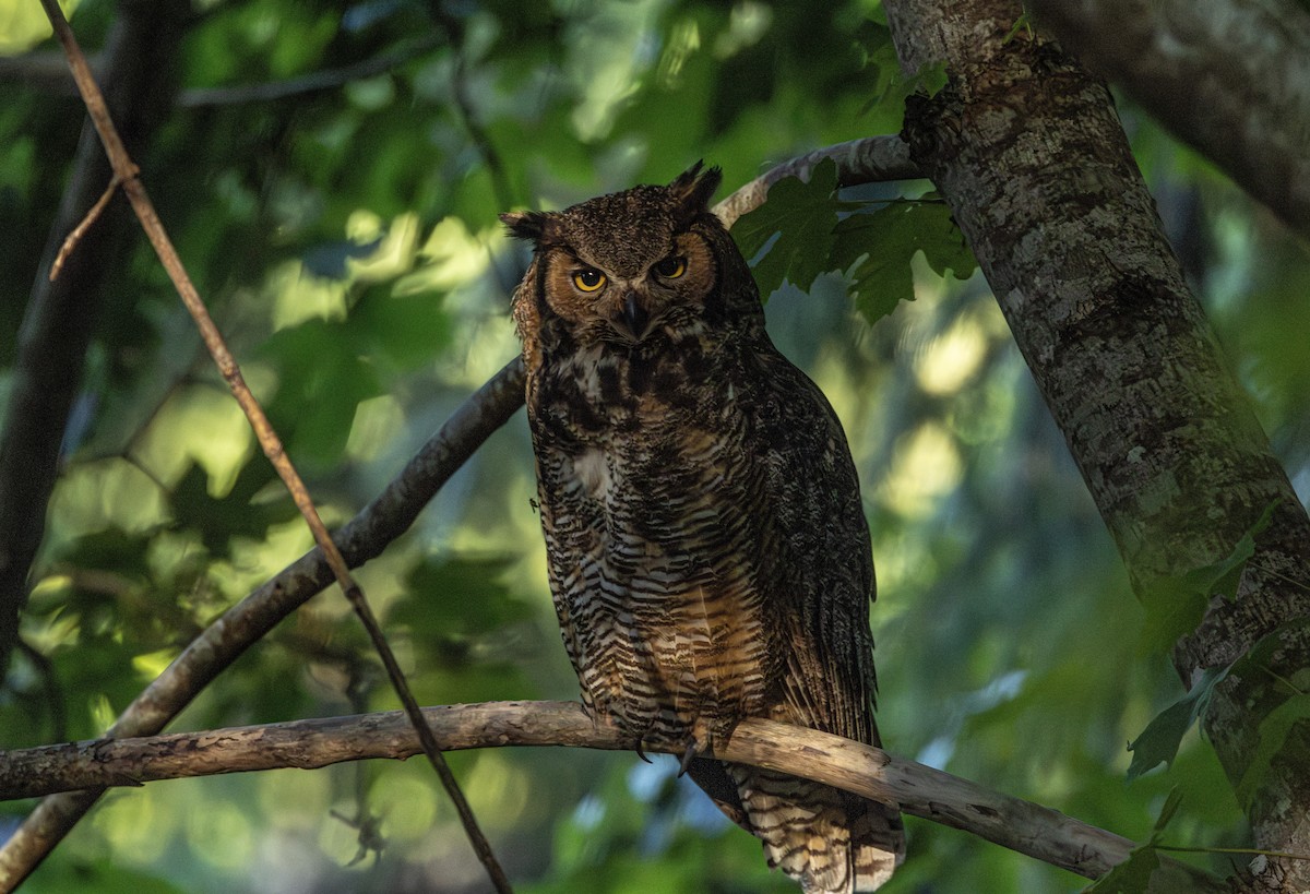 Great Horned Owl - ML646828901