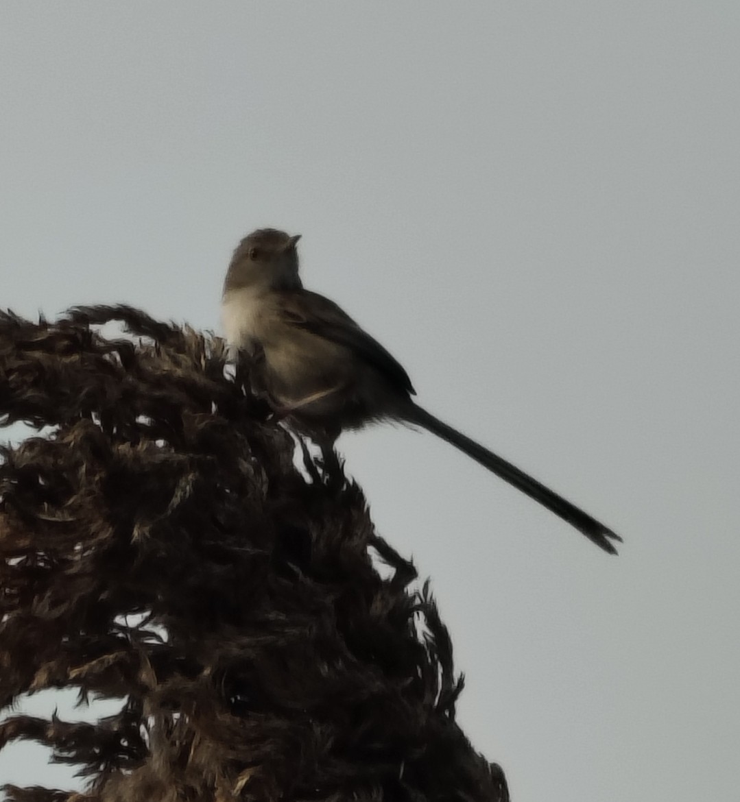 yndeprinia - ML646828903