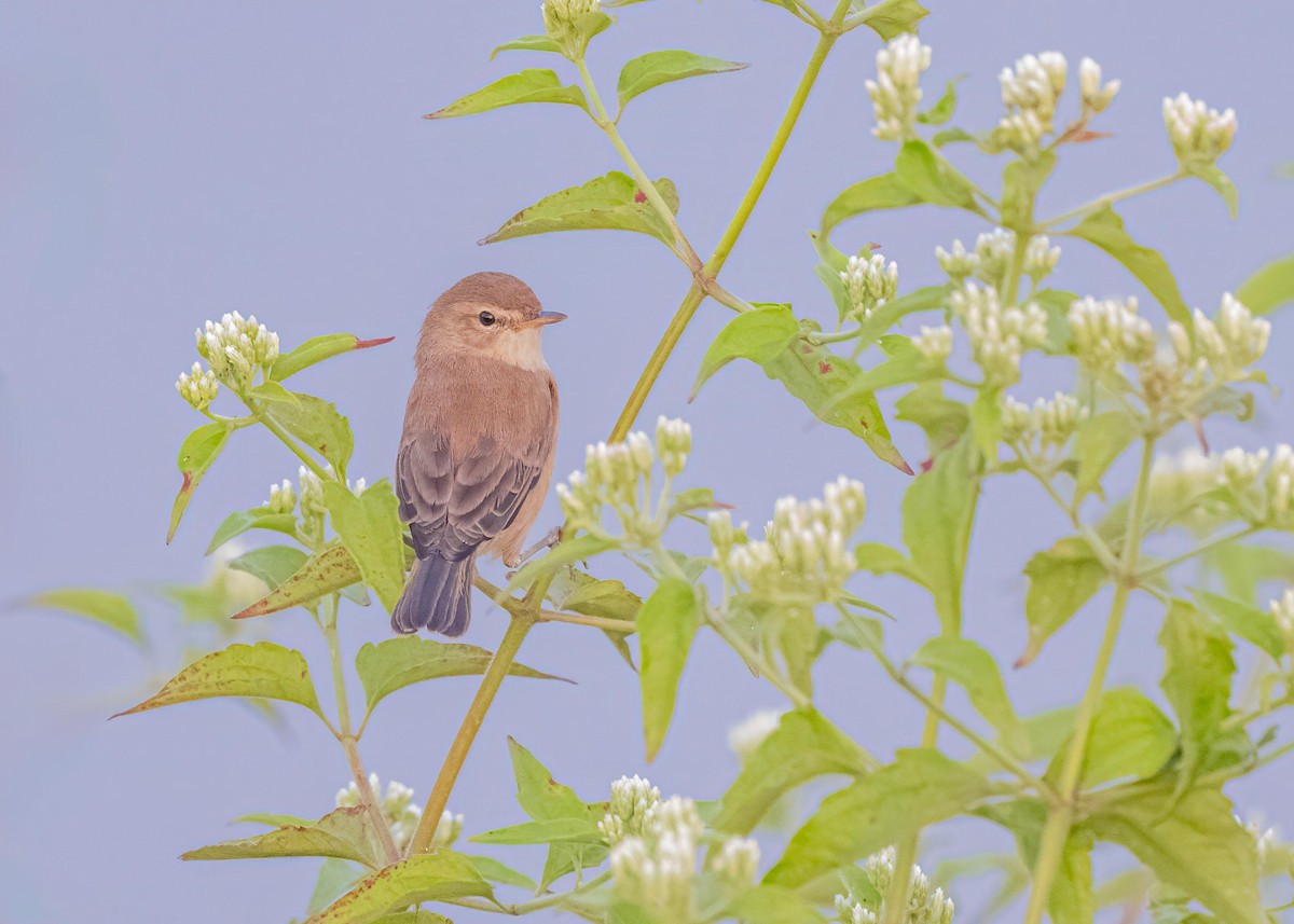 靴籬鶯 - ML646828906