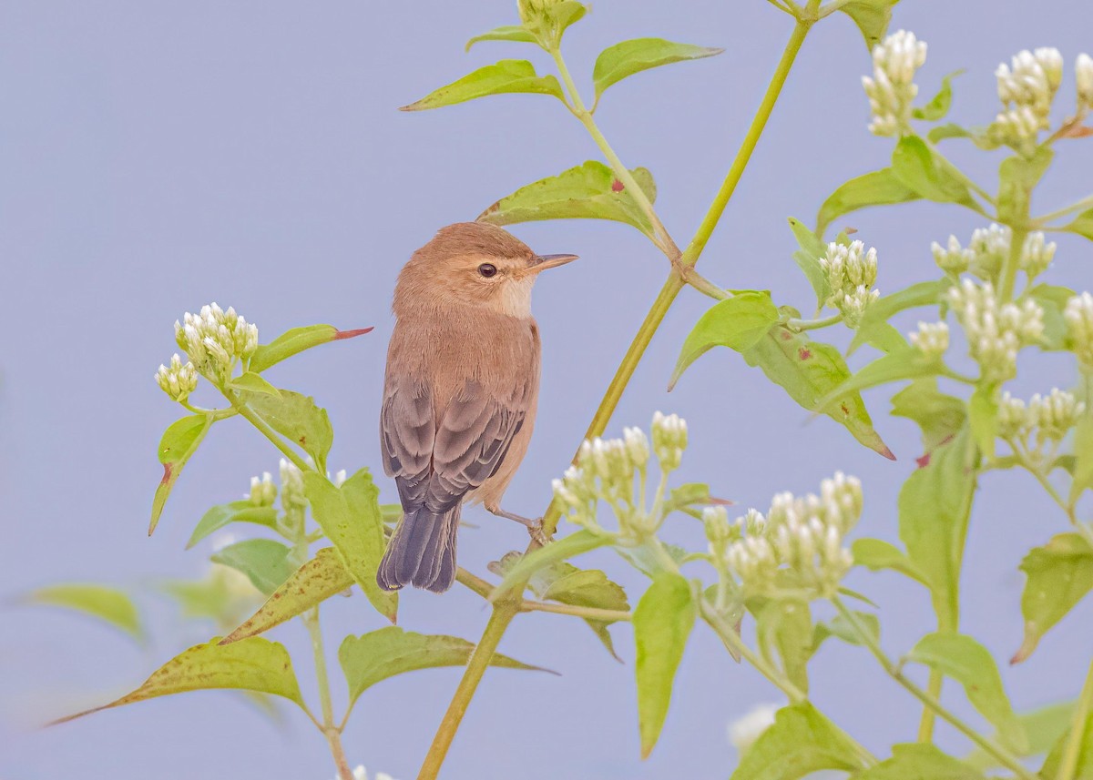 靴籬鶯 - ML646828907