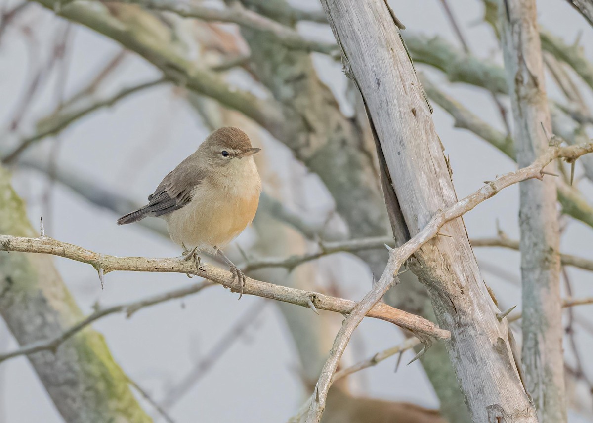 靴籬鶯 - ML646828908