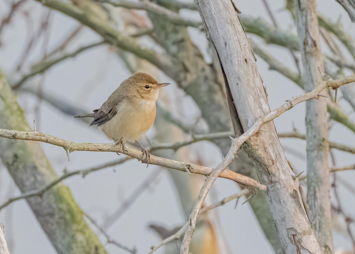 靴籬鶯 - ML646828909