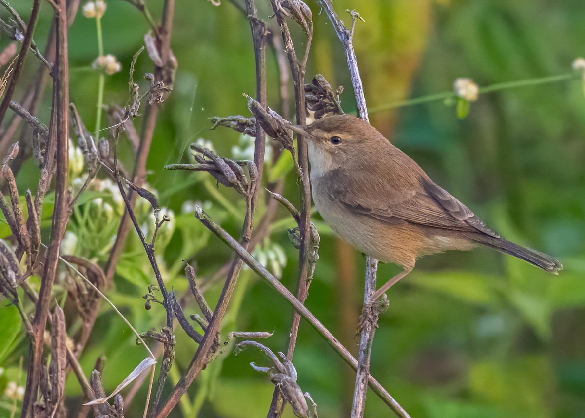 靴籬鶯 - ML646828911