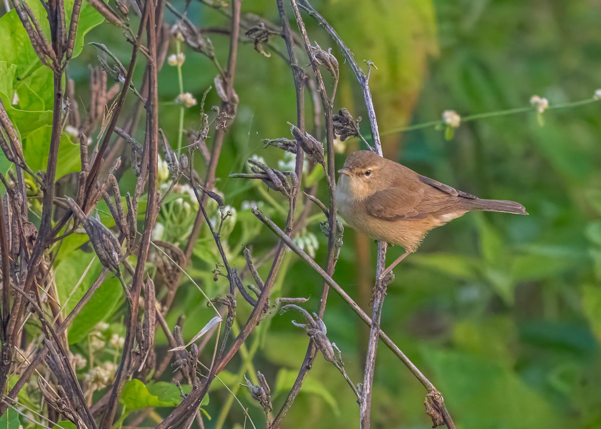 靴籬鶯 - ML646828912