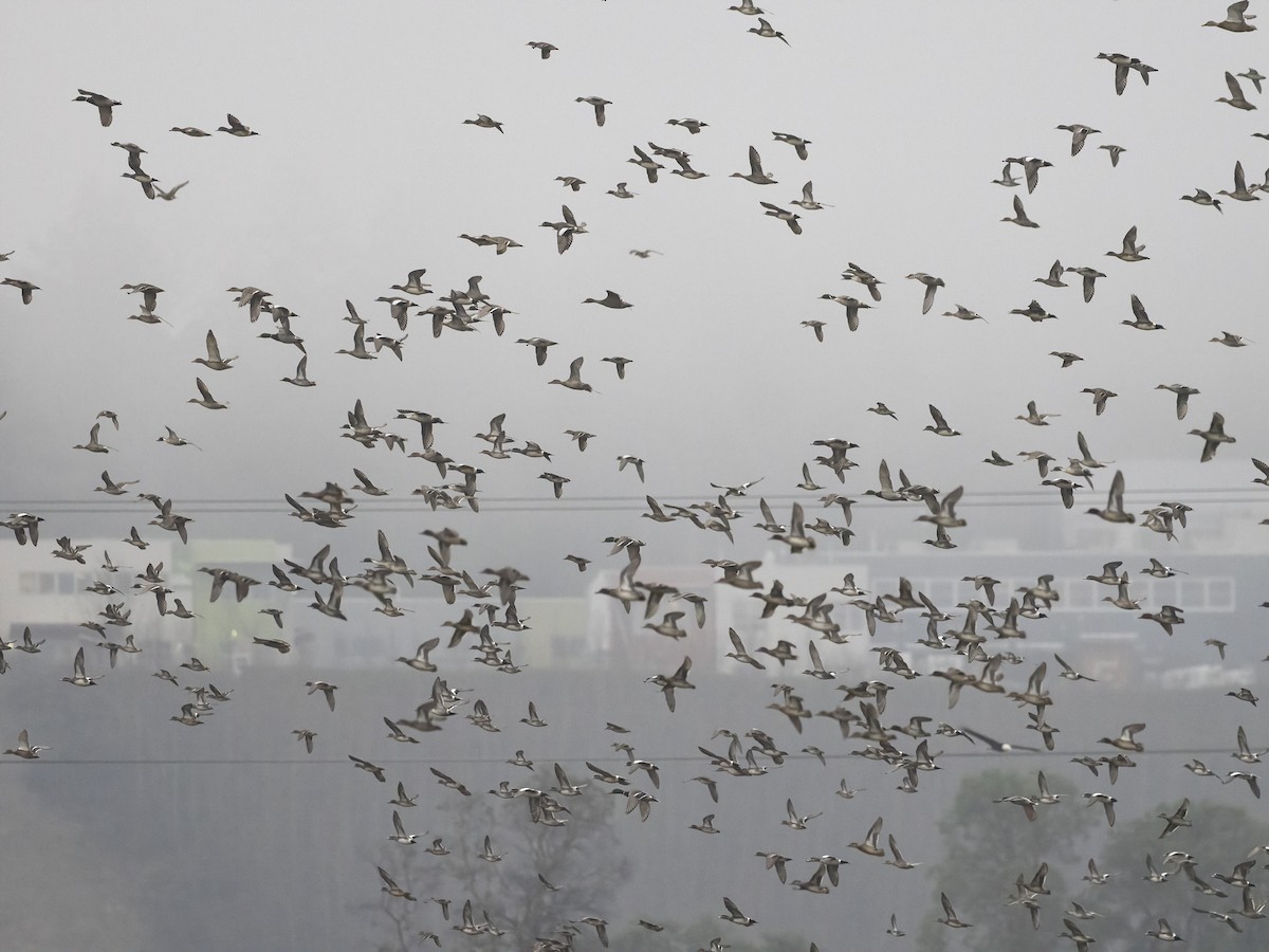 Ahate txistulari amerikarra - ML646828913