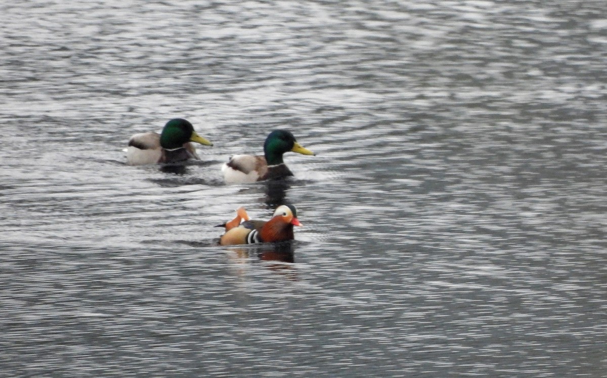 Pato Mandarín - ML646828914