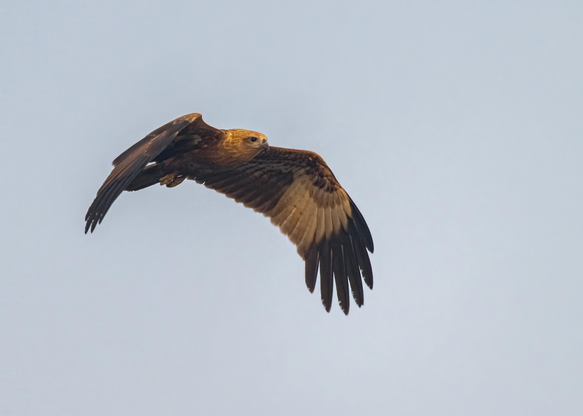 栗鳶 - ML646828916