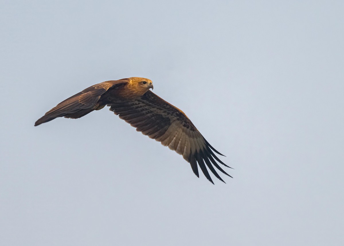 栗鳶 - ML646828917