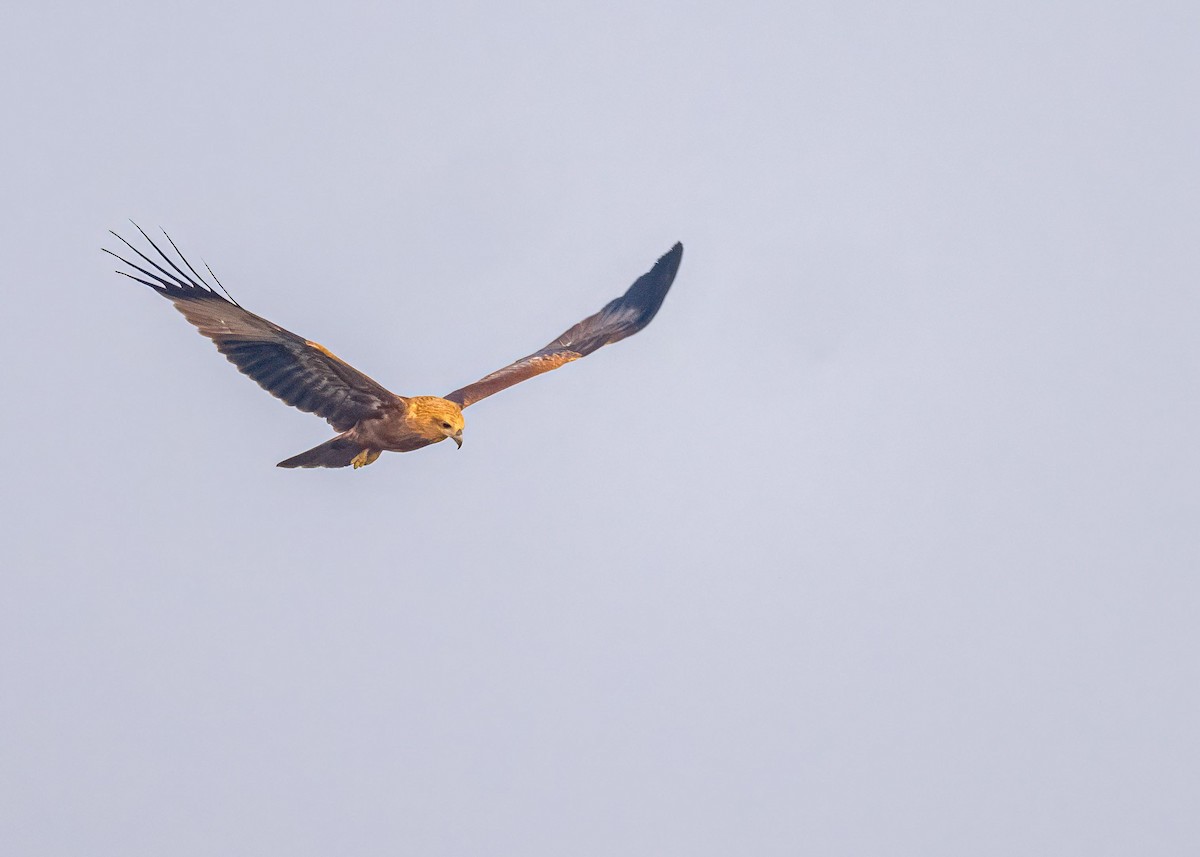 栗鳶 - ML646828919