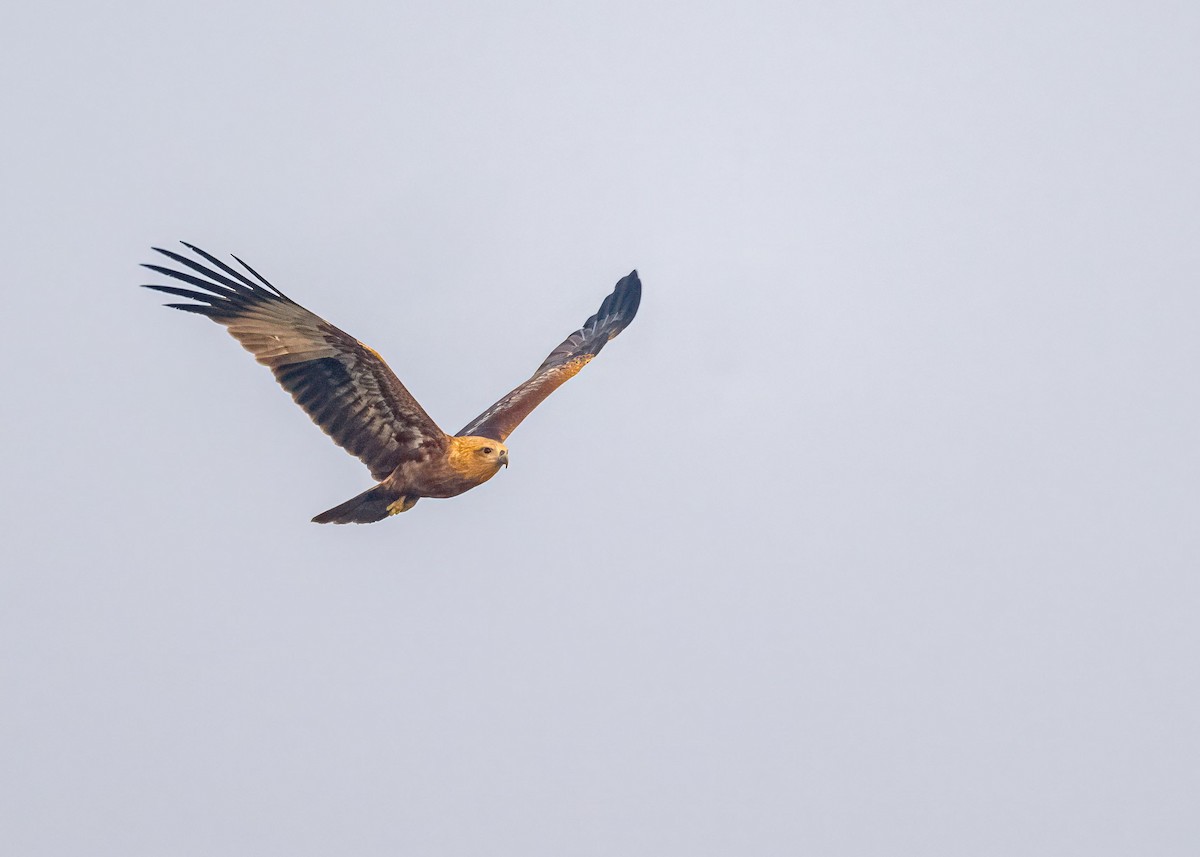 栗鳶 - ML646828920