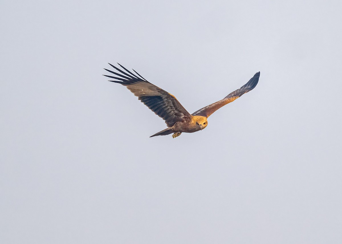 栗鳶 - ML646828921