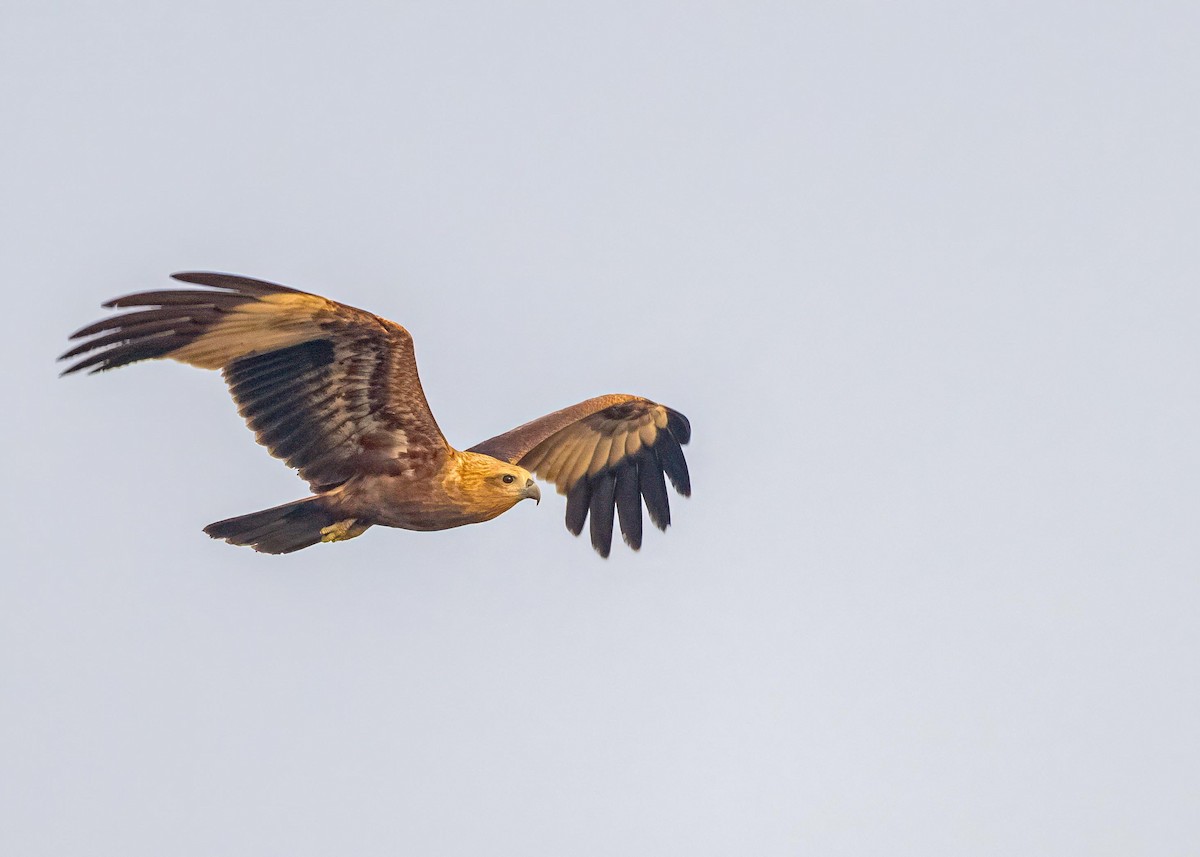 栗鳶 - ML646828922