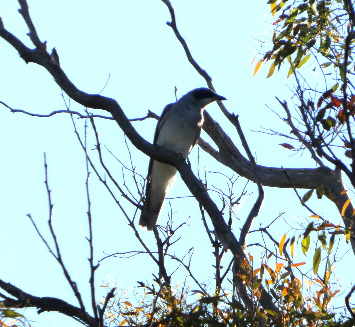 Black-faced Cuckooshrike - ML646828923