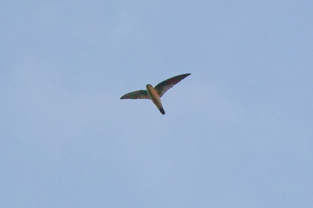 Salangana Nidoblanco - ML646828924