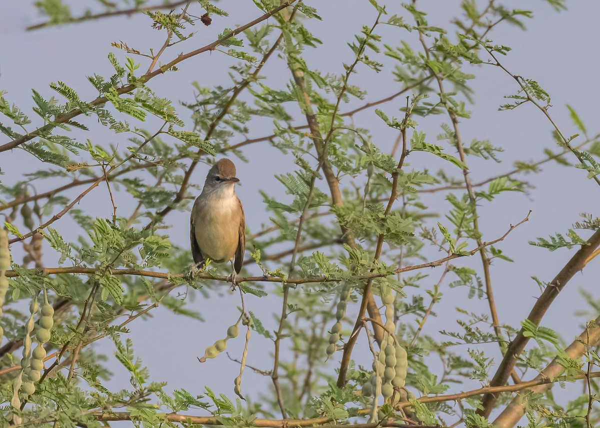 קנית אפריקנית - ML646828927