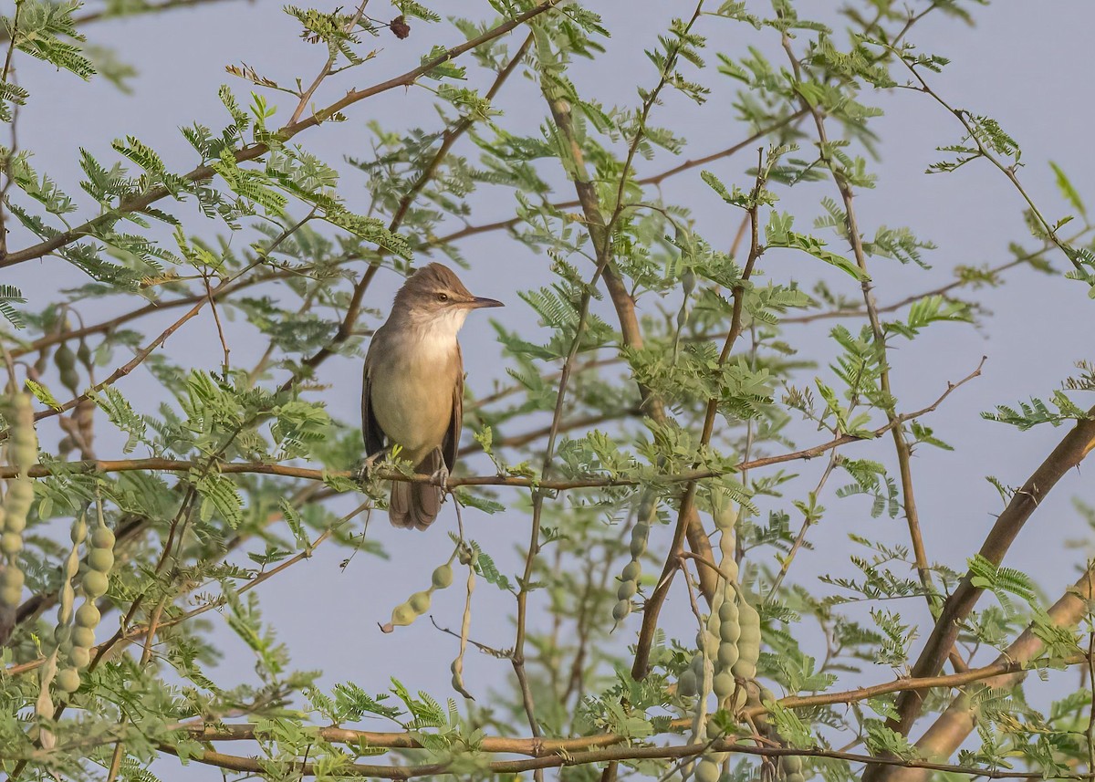 קנית אפריקנית - ML646828928