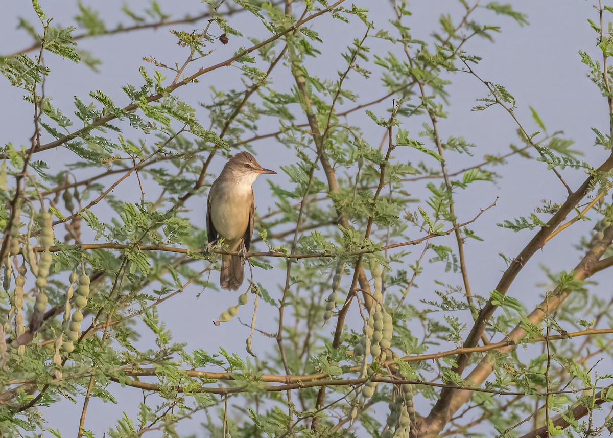 קנית אפריקנית - ML646828929