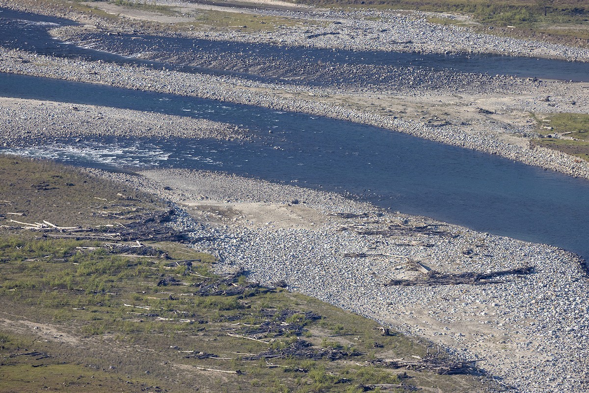 White-bellied Heron - ML646828930