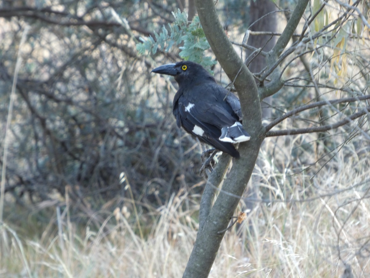 Pied Currawong - ML646828932