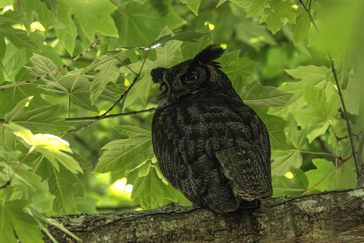 Great Horned Owl - ML646828933