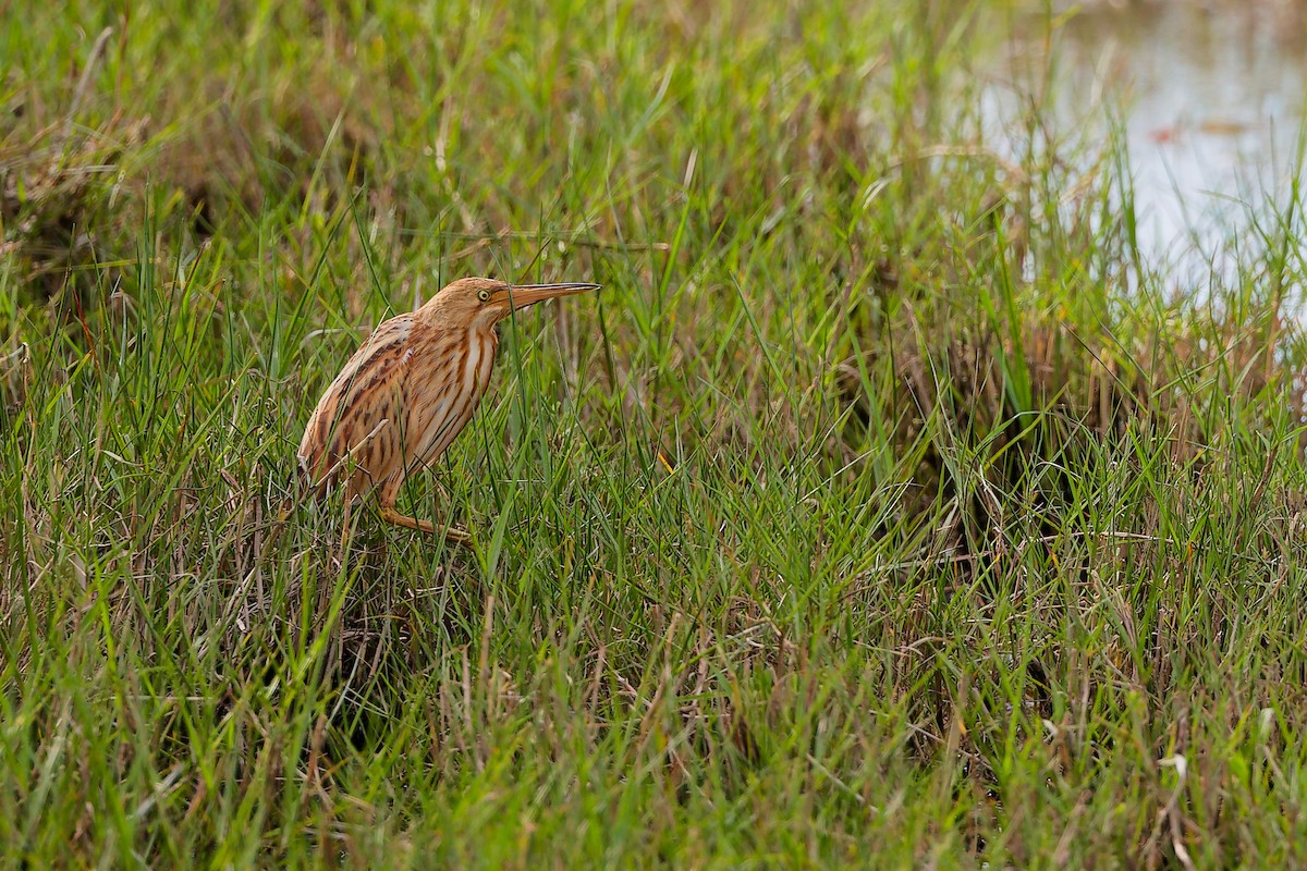 Avetorillo Chino - ML646828934