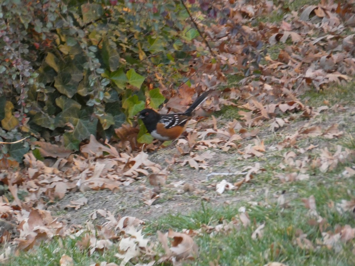 Spotted Towhee - ML646828935