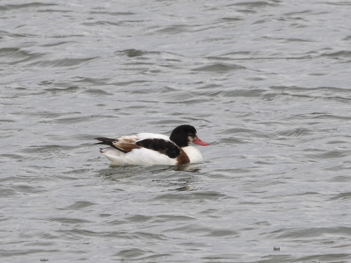 Common Shelduck - ML646828937