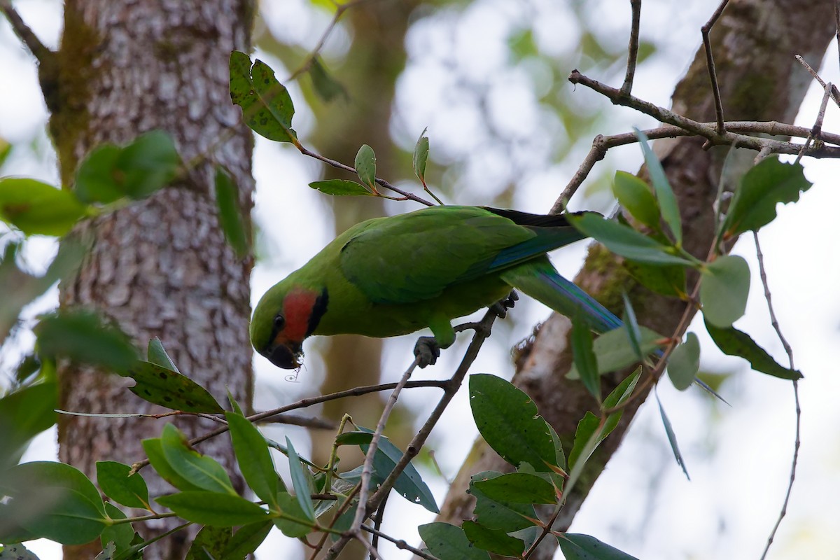 Cotorra Colilarga - ML646828940