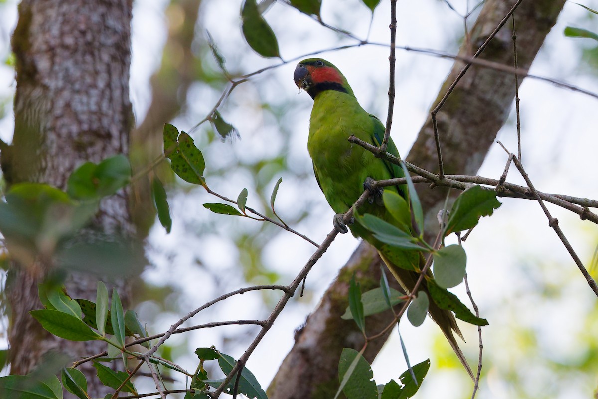 Cotorra Colilarga - ML646828941