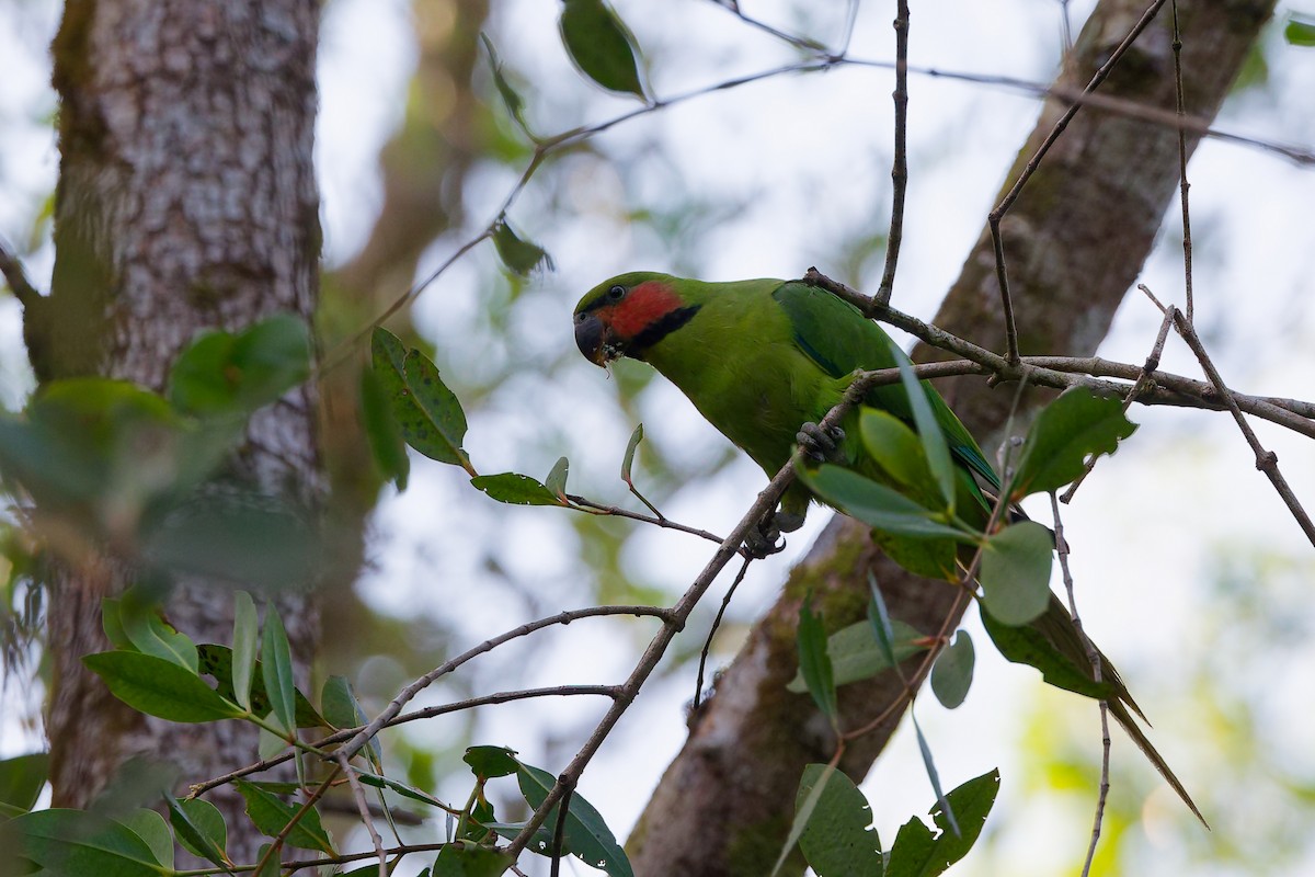 Cotorra Colilarga - ML646828942