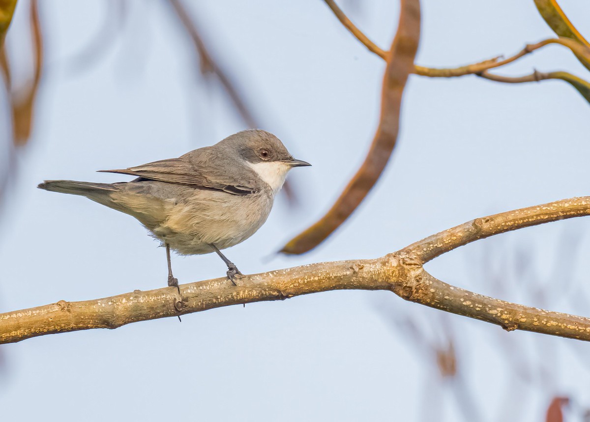 白喉林鶯 - ML646828943