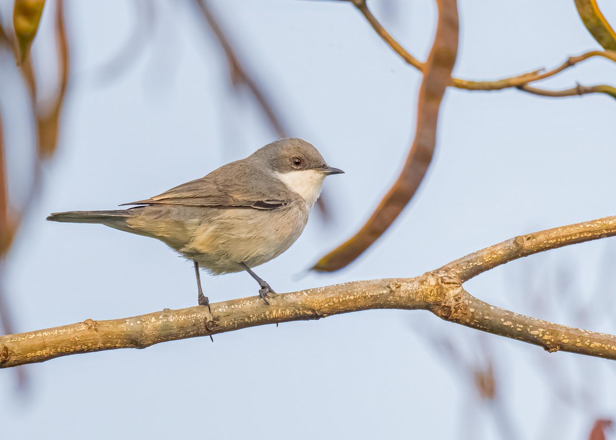 白喉林鶯 - ML646828944