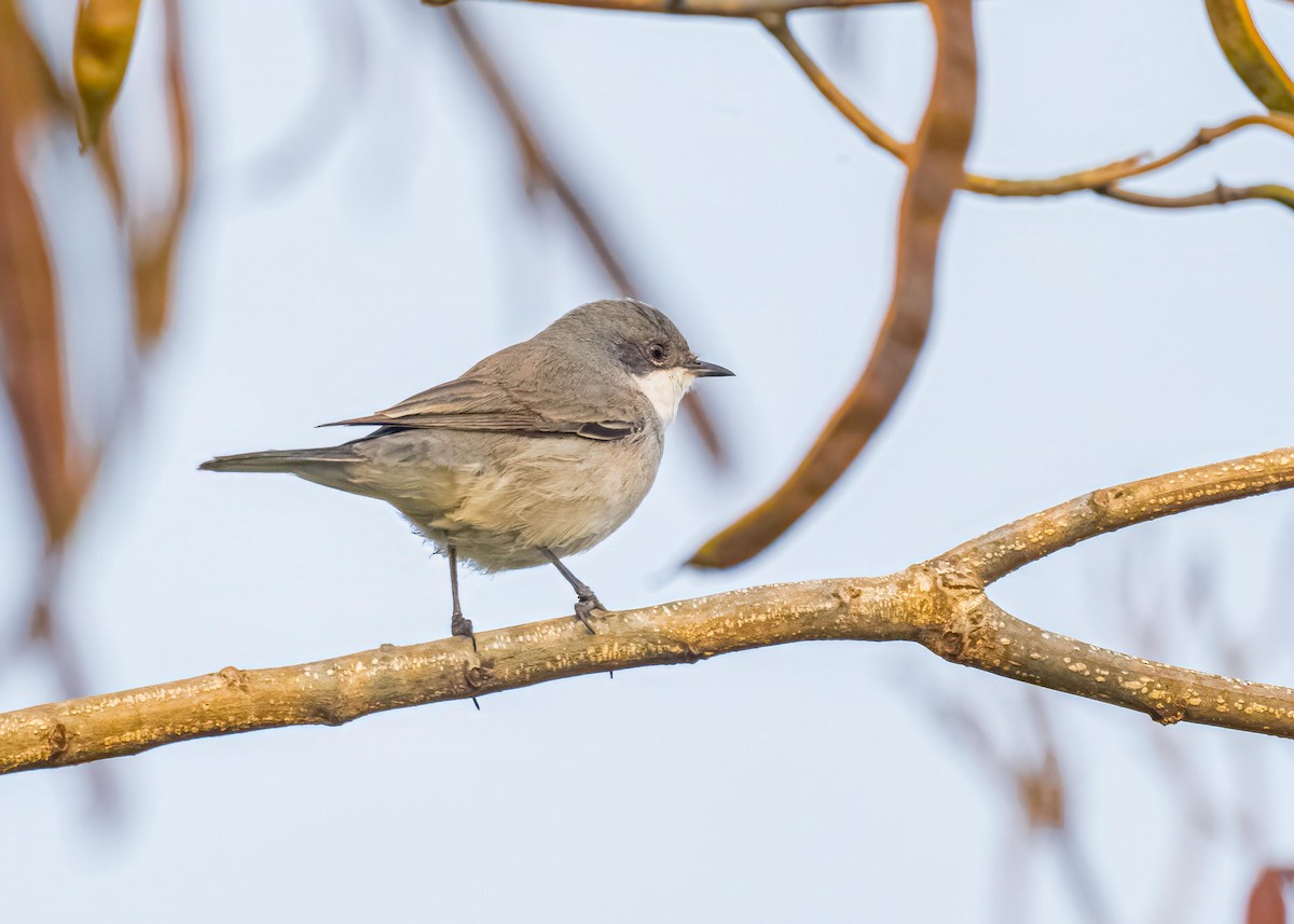 白喉林鶯 - ML646828945