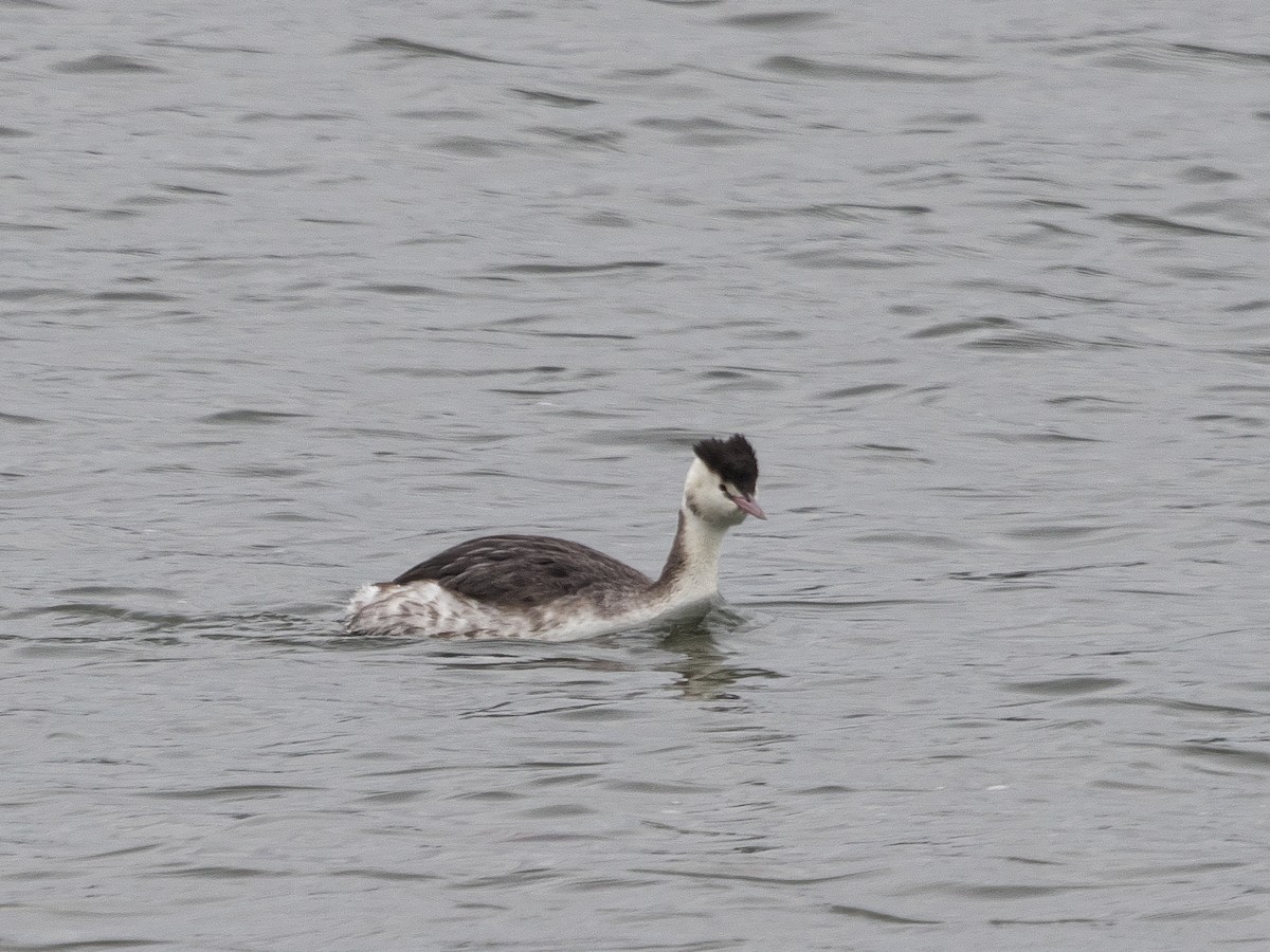 Great Crested Grebe - ML646828947