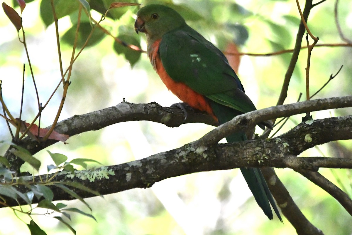 Australian King-Parrot - ML646828948