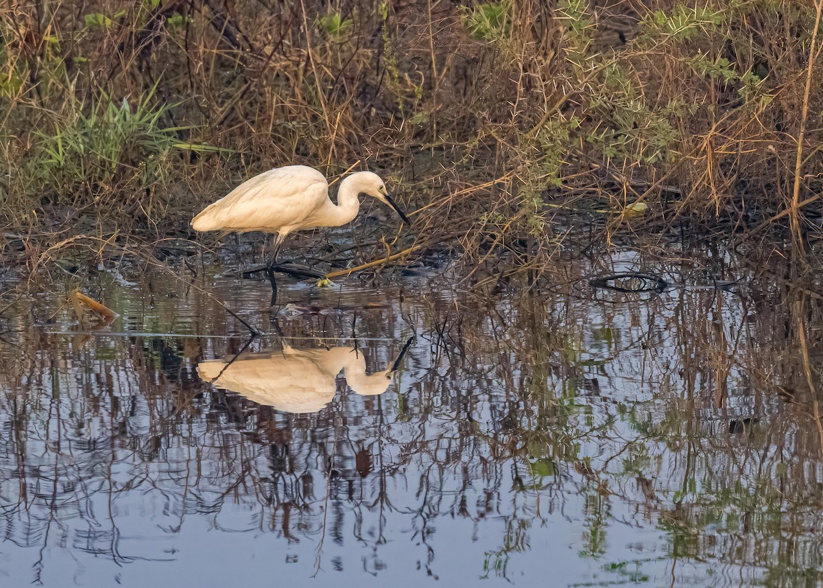 小白鷺 - ML646828949