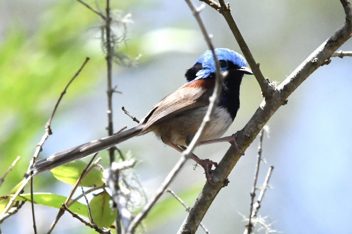 Variegated Fairywren - ML646828950