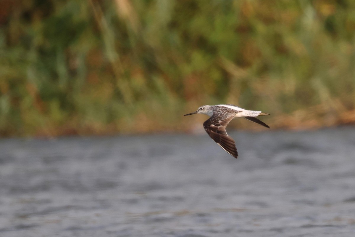 Common Greenshank - ML646828951