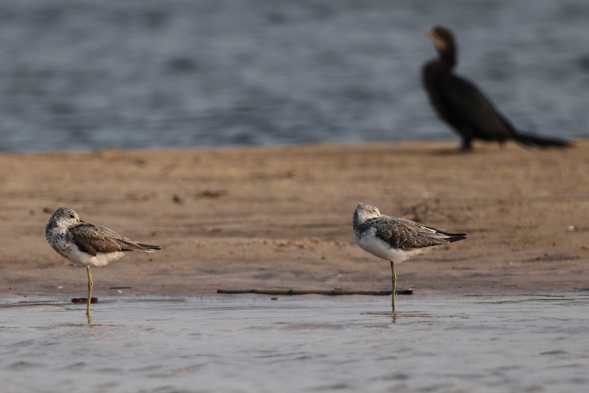 Common Greenshank - ML646828952