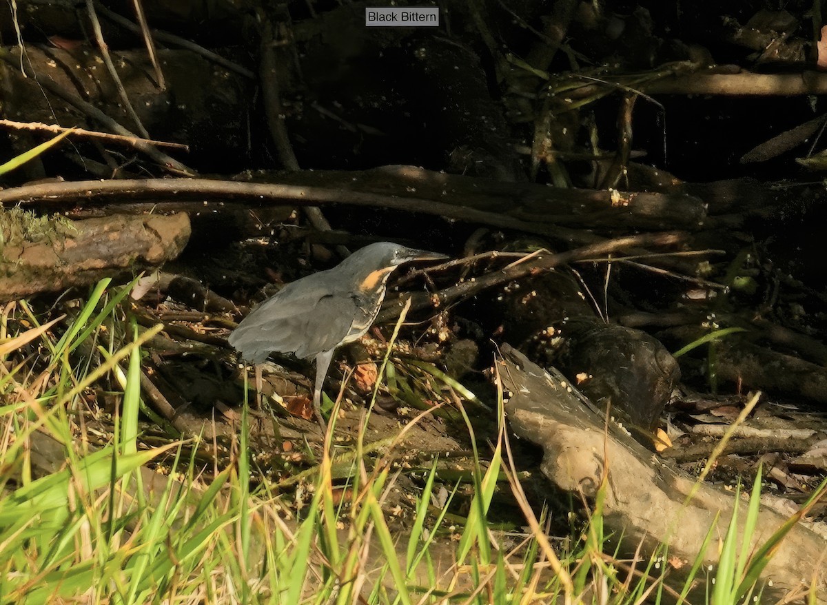 Avetorillo Negro - ML646828954