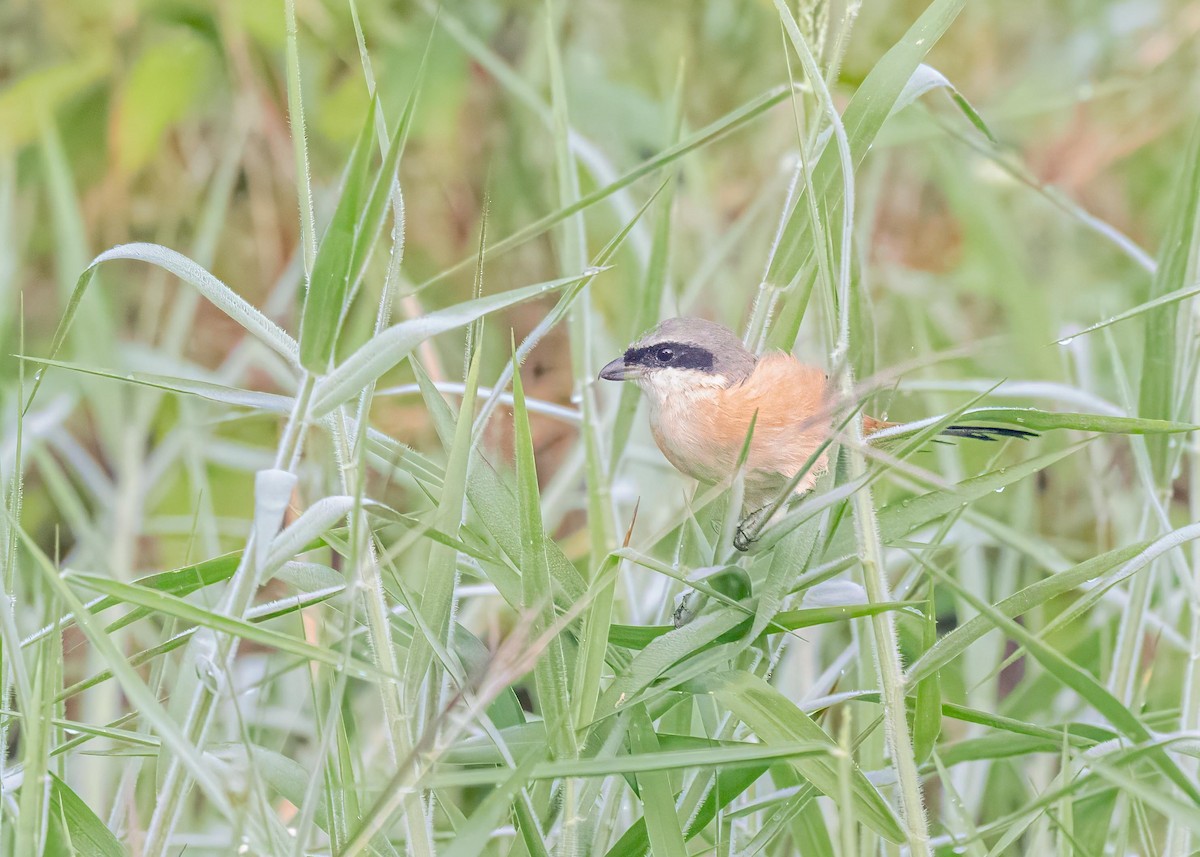 棕背伯勞 - ML646828955