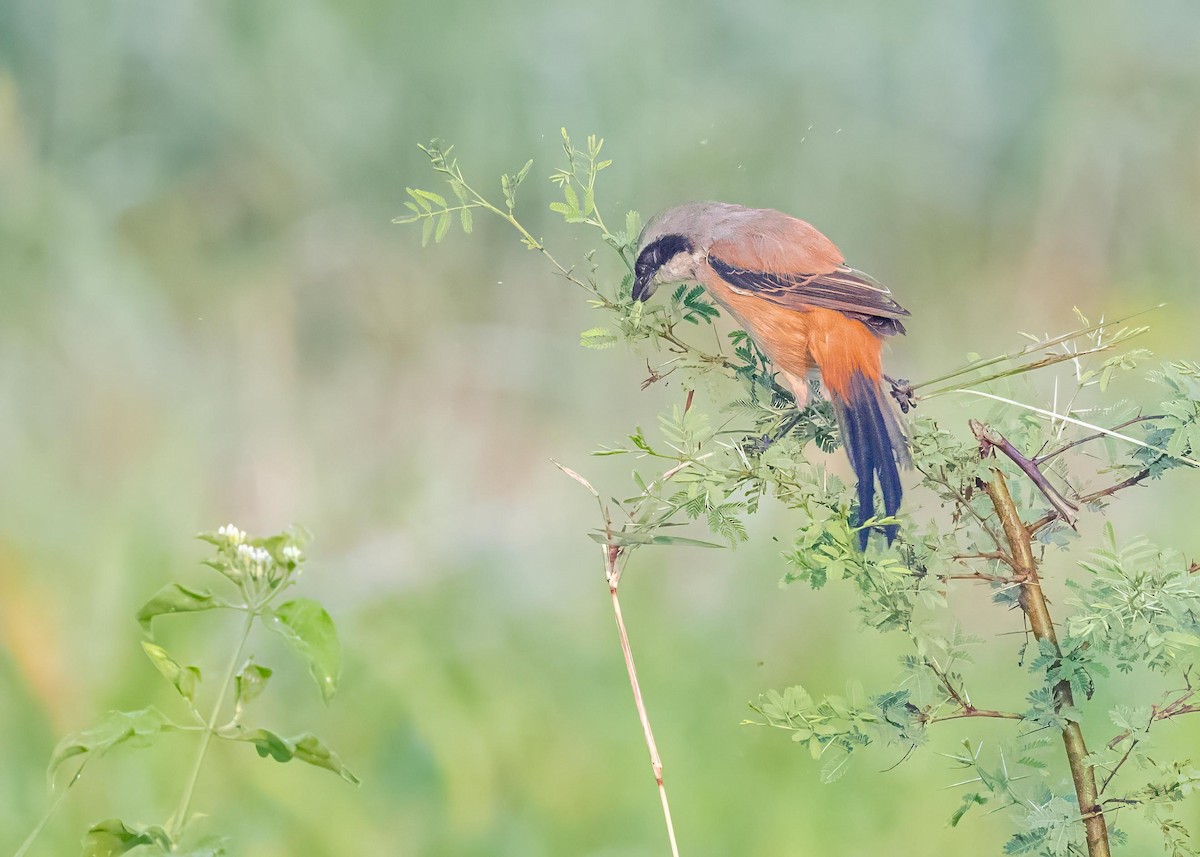 棕背伯勞 - ML646828956