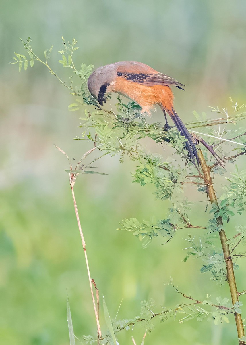 棕背伯勞 - ML646828957