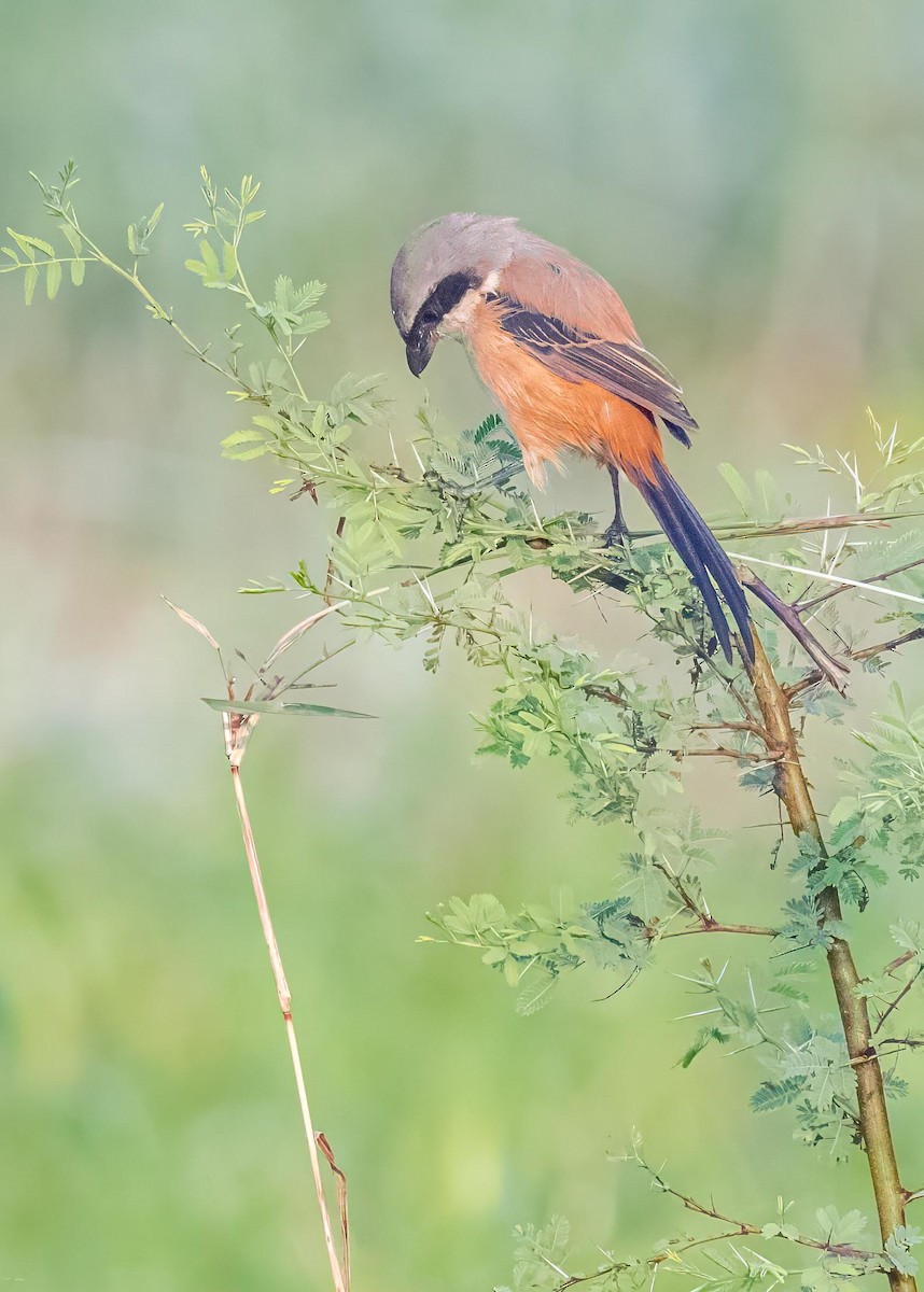 棕背伯勞 - ML646828958